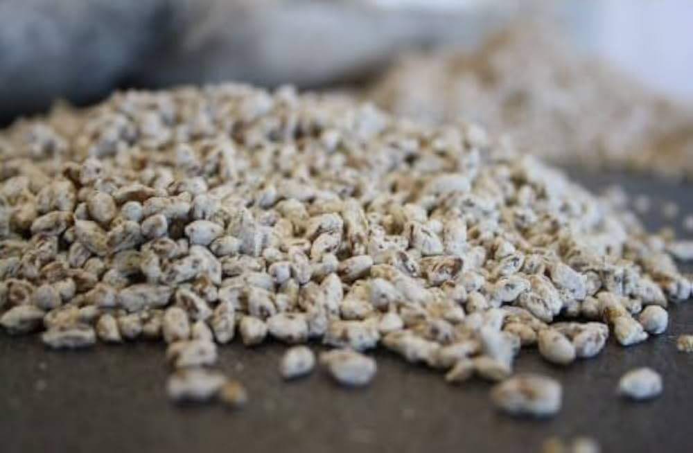 Button Mushroom Spawn