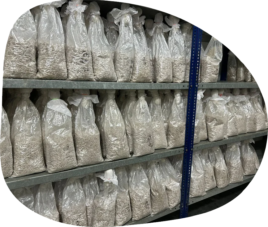 Chemical Free Mushroom Spawn Process