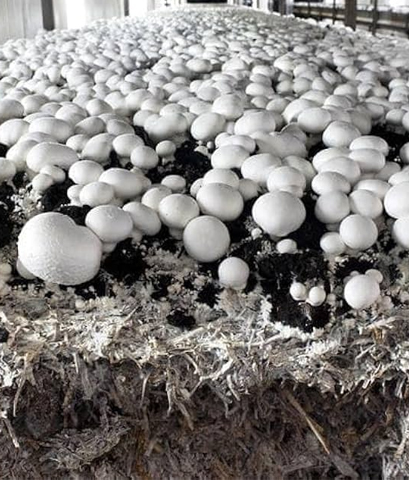 Button Mushroom Cultivation